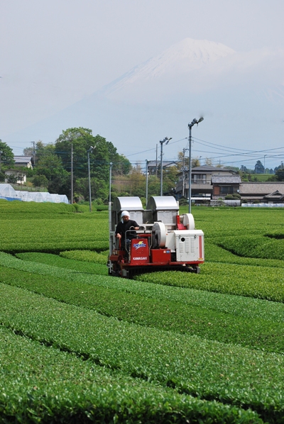 茶畑の管理お願いされました