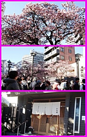 あたみ桜（糸川沿）見物❀