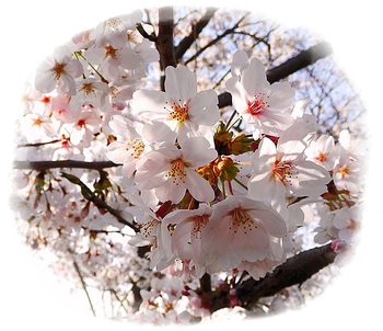 韮山さくら公園❀❀