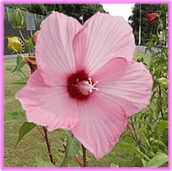 タイタンビカスの花
