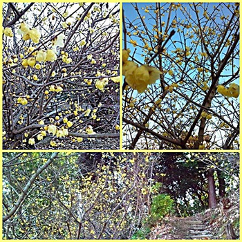 蝋梅の花ｉｎ伊豆の国市江間・北條寺✤