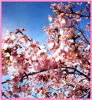 長岡リバーサイドパークの河津桜❀