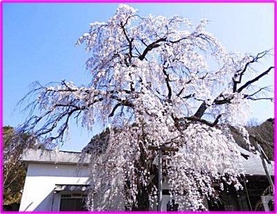 枝垂れ桜満開ｉｎ伊豆の国市龍源院❀