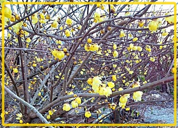 蝋梅の花ｉｎ伊豆の国市江間・北條寺✤