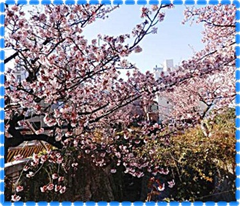 熱海桜✿