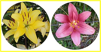 百合の花✤