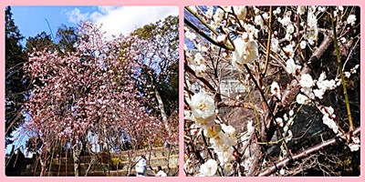 大仁梅まつり✤