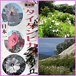 タイタンビカスの花