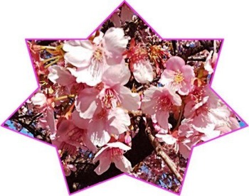 長岡リバーサイドパークの河津桜❀
