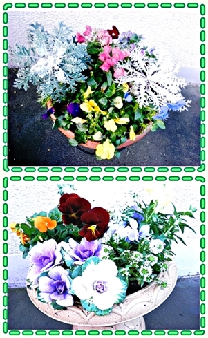 寄せ植え✤