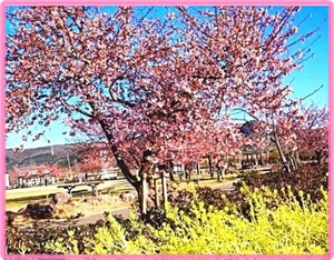 長岡リバーサイドパークの河津桜❀