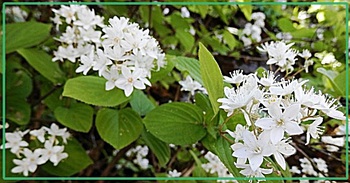 卯の花　✤