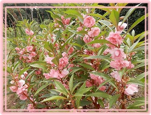 鳳仙花✱
