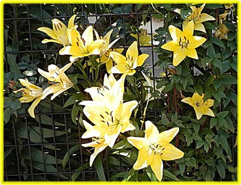 百合の花✤