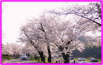韮山さくら公園❀❀