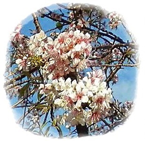 熱海のヒマラヤ桜✿