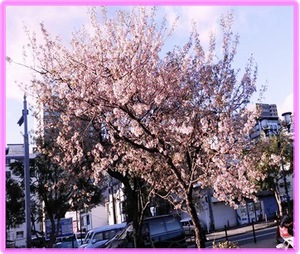 熱海のヒマラヤ桜✿