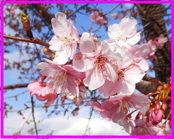 河津桜ｉｎ長岡・リバーサイドパーク