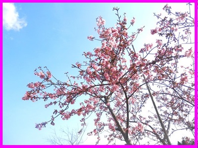 河津桜ｉｎ長岡・リバーサイドパーク