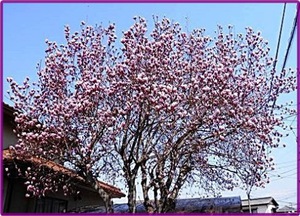 木蓮の花✤