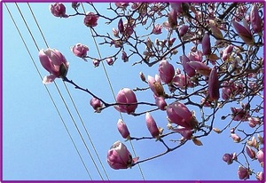 木蓮の花✤