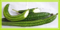 ＜珍しい野菜＞韮山反射炉で、、、、☆