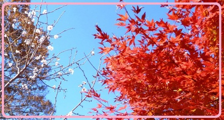 桜と紅葉(^^♪