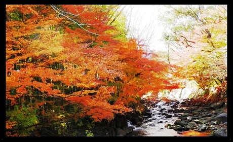 修善寺・竹林の小径