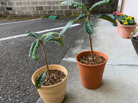 びわ温灸説明会やってますよ