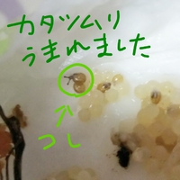 カタツムリの羽化