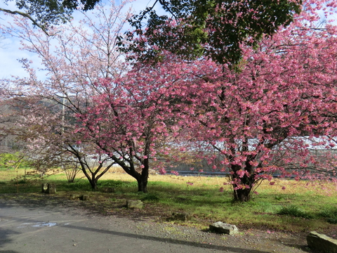 2023シーズン　河津桜開花予想　3月6日現在　今季最終