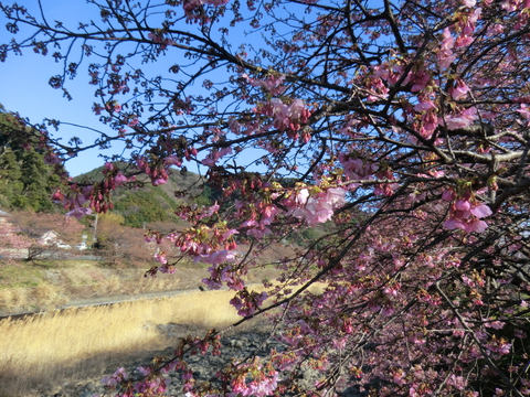 2024シーズン　河津桜開花予想  2月1日現在