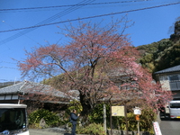 2025シーズン　河津桜開花予想 2月17日現在