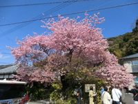 2025シーズン　河津桜開花予想 3月2日現在