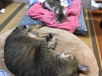 今年の夏は暑いですね～みんなグッタリです