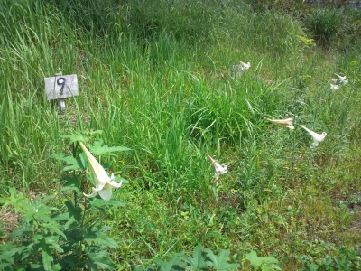 ユリの花が咲き出しました