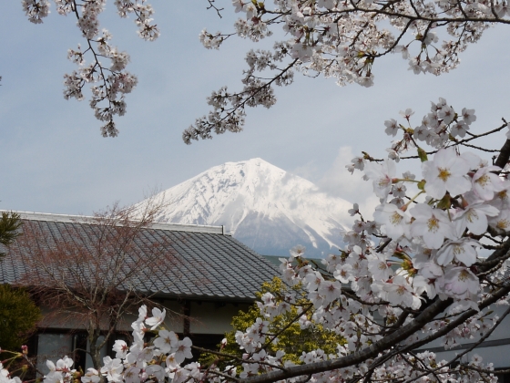 桜・富士山・新入生