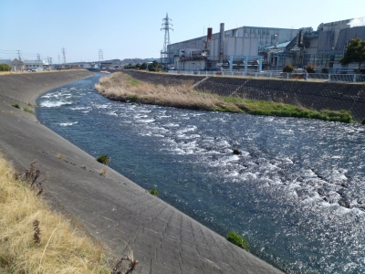 潤井川に春が来ました