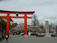 明日の入学式の後、富士宮の桜巡り、観光地巡りはどうでしょうか