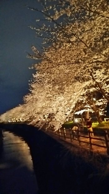 沼津門池公園♪♪♪桜満開