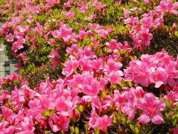 6月のスタートです