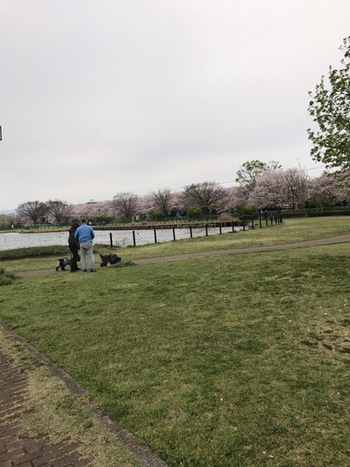 沼津門池公園♪♪♪桜満開