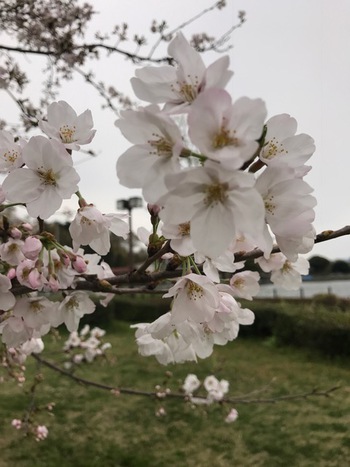 沼津門池公園♪♪♪桜満開