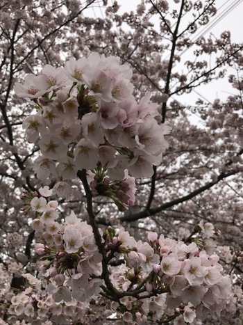 沼津門池公園♪♪♪桜満開