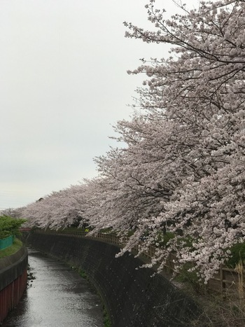 沼津門池公園♪♪♪桜満開