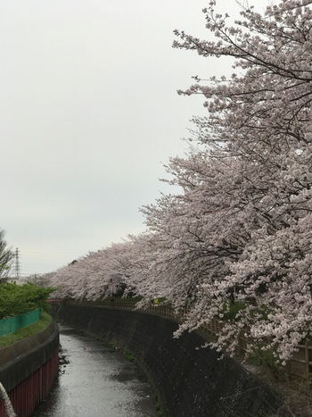 沼津門池公園♪♪♪桜満開