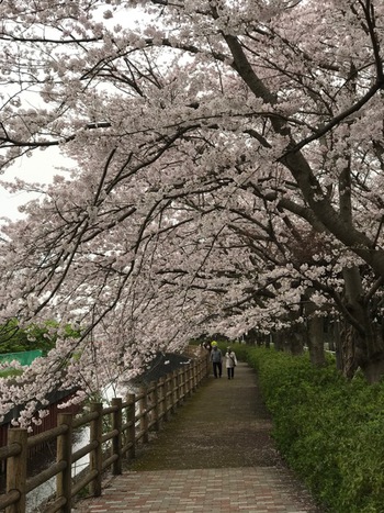沼津門池公園♪♪♪桜満開