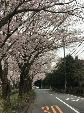 沼津門池公園♪♪♪桜満開