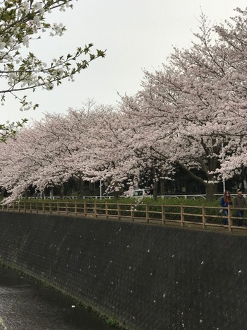 沼津門池公園♪♪♪桜満開
