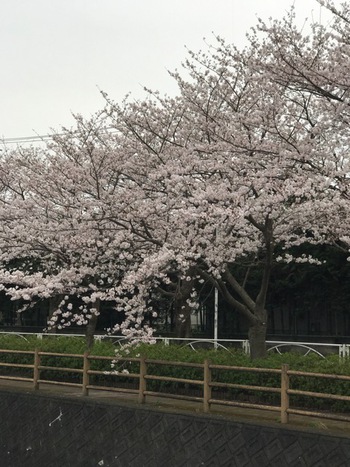 沼津門池公園♪♪♪桜満開